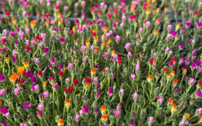 Mesembryanthemum (Mesebriantemo)